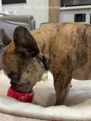 TikTok post by @echoandprince for Woof Pet. Caption reads: His @Woof Pet pupsicle is his happy place 🫶🏼🐾....