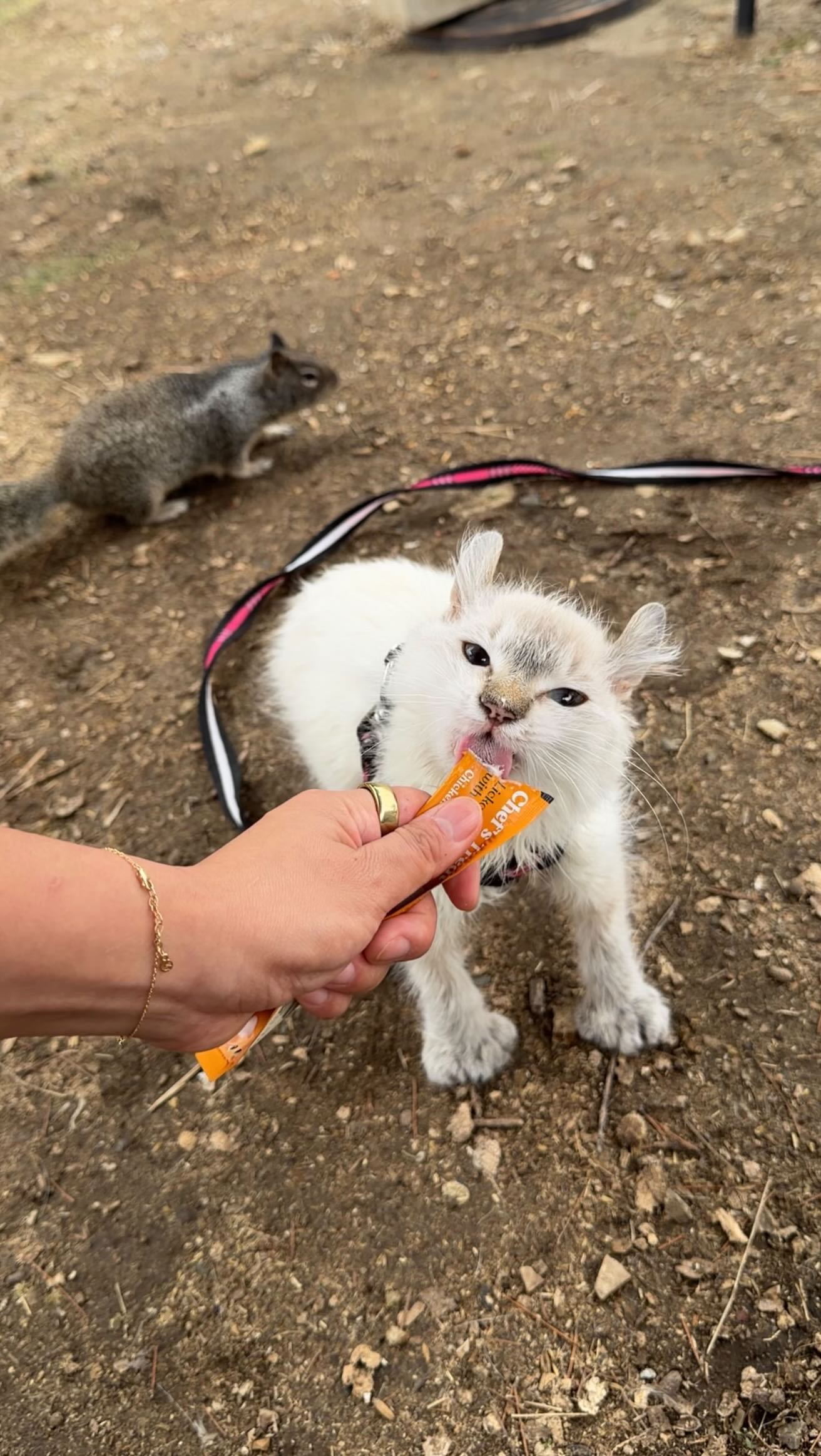 Instagram post by @kittyboyandfriends for Made by Nacho. Caption reads: [...] absolute favorite treats are @madebynacho’s....