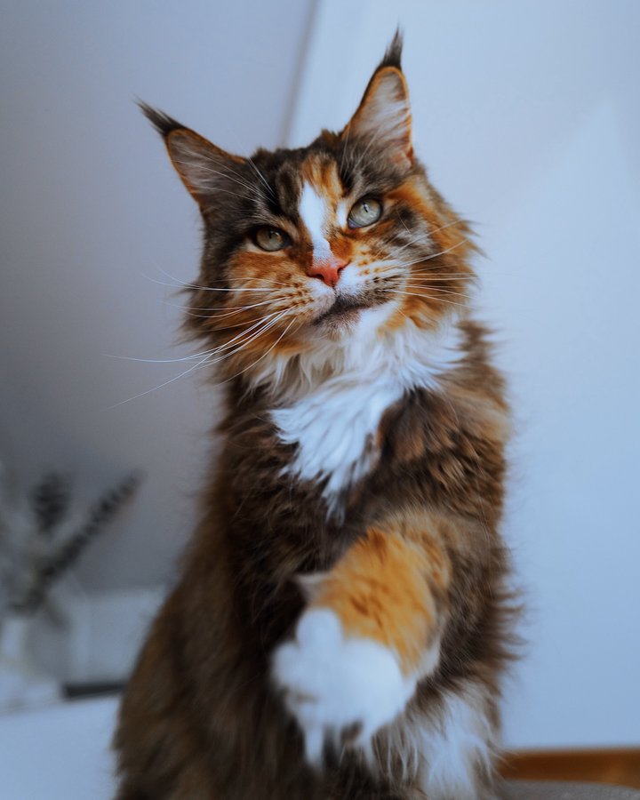 Instagram post by @inkstaboy for LucyBalu. Caption reads: @lucybalu papercave ✨
Does your cat like caves?....