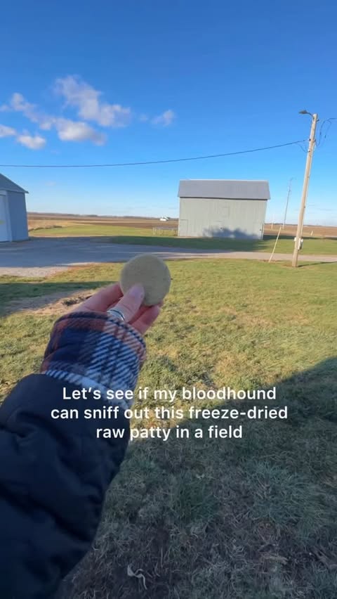 Instagram post by @moose.bloodhound for Open Farm Pet. Caption reads: Just a dog, a field and his freeze dried raw patty....