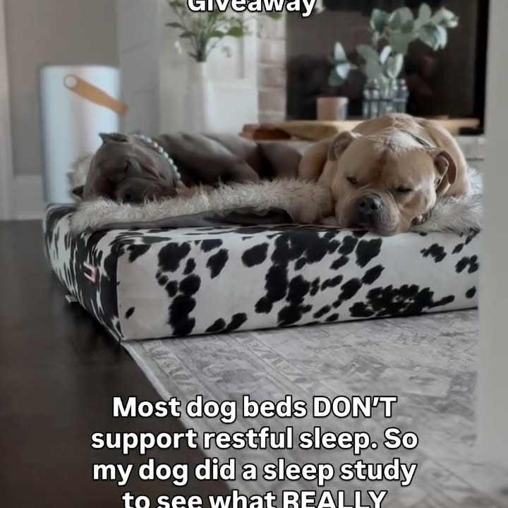 Instagram post by @oso_n_koa for Big Barker. Caption reads: [...] or dogs in recovery. That’s why....
