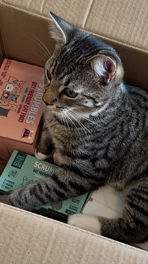 Instagram post by @forrestandlilycats for Scrumbles. Caption reads: [...] and Lily love a good delivery day 📦😋....