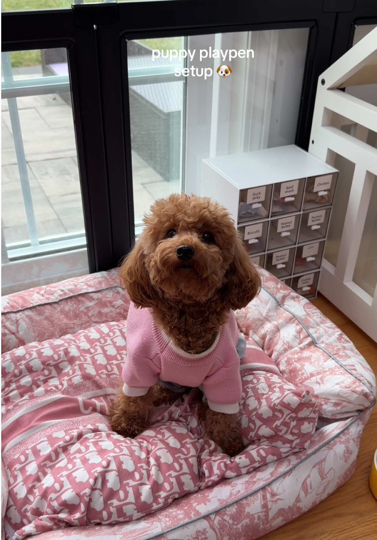 TikTok post by @the_hayeks for Oneisall. Caption reads: your pup deserves fresh, clean water around the....