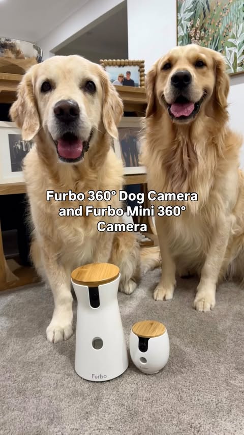 Instagram post by @lunas_golden_life for Furbo. Caption reads: [...] able to keep an eye on these three with....