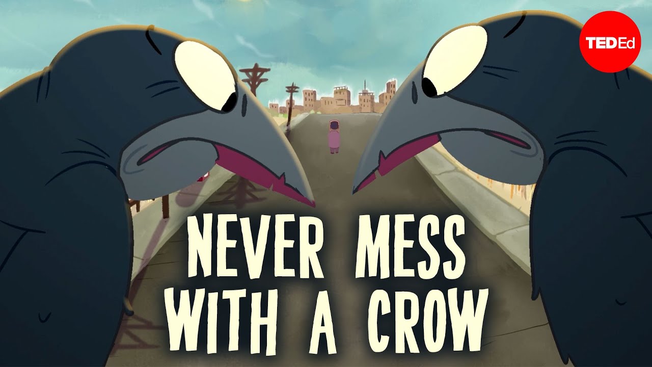 YouTube post by @TEDEd for Brilliant.org. Caption reads: How smart are crows? - Katharina Brecht.