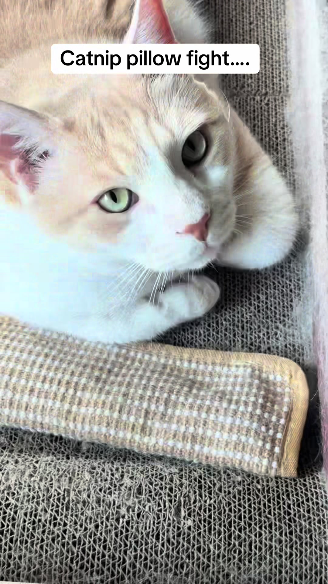 TikTok post by @adventureswithmilothecat for Potaroma. Caption reads: [...] #catsoftiktok #catlovers #cutecats @Potaroma....