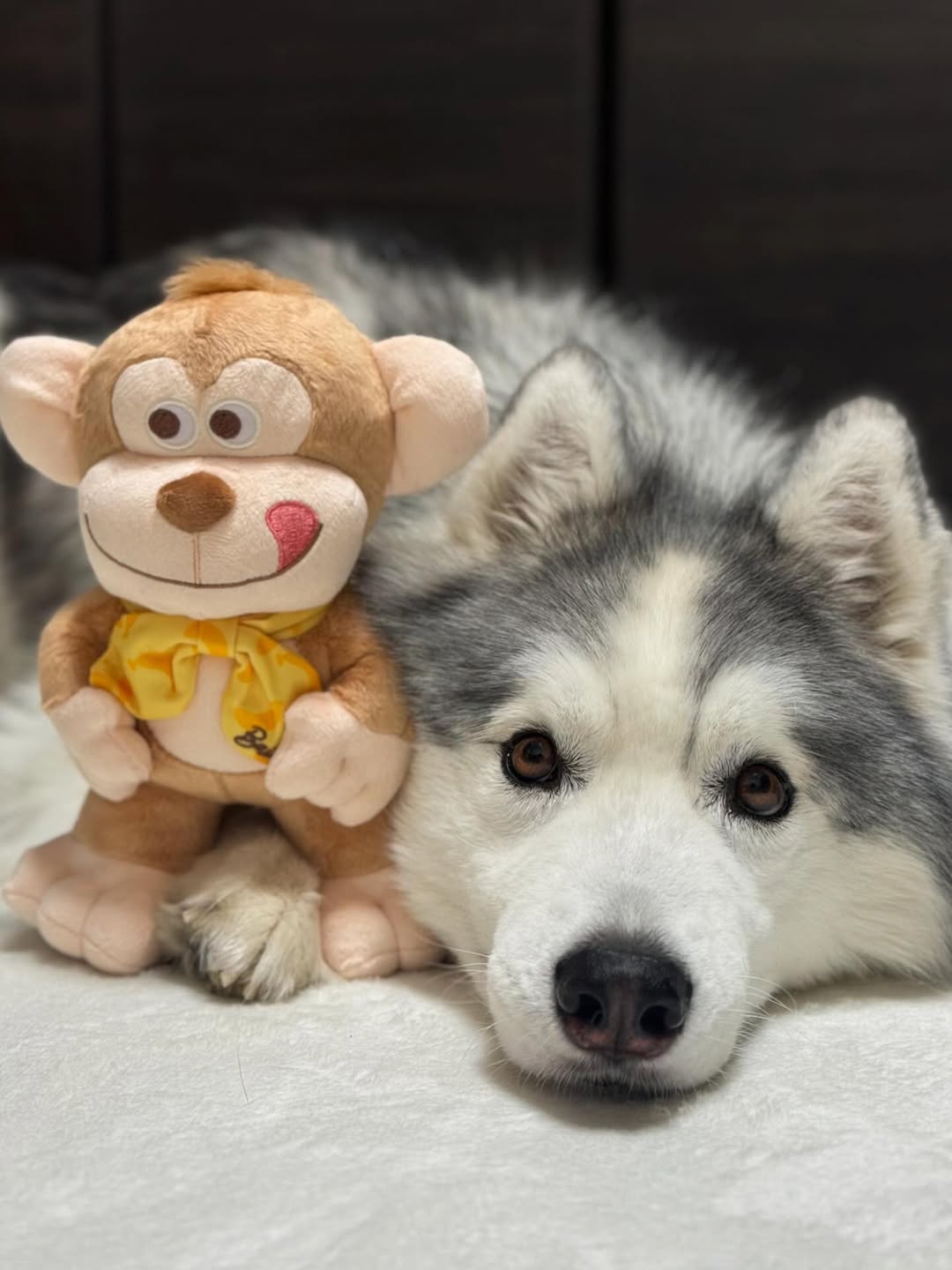 Instagram post by @apollo_husky_12 for Doggy Box. Caption reads: 今月のドギーボックスが届いたよ！
@doggybox_jp 
テーマはSmile like a....