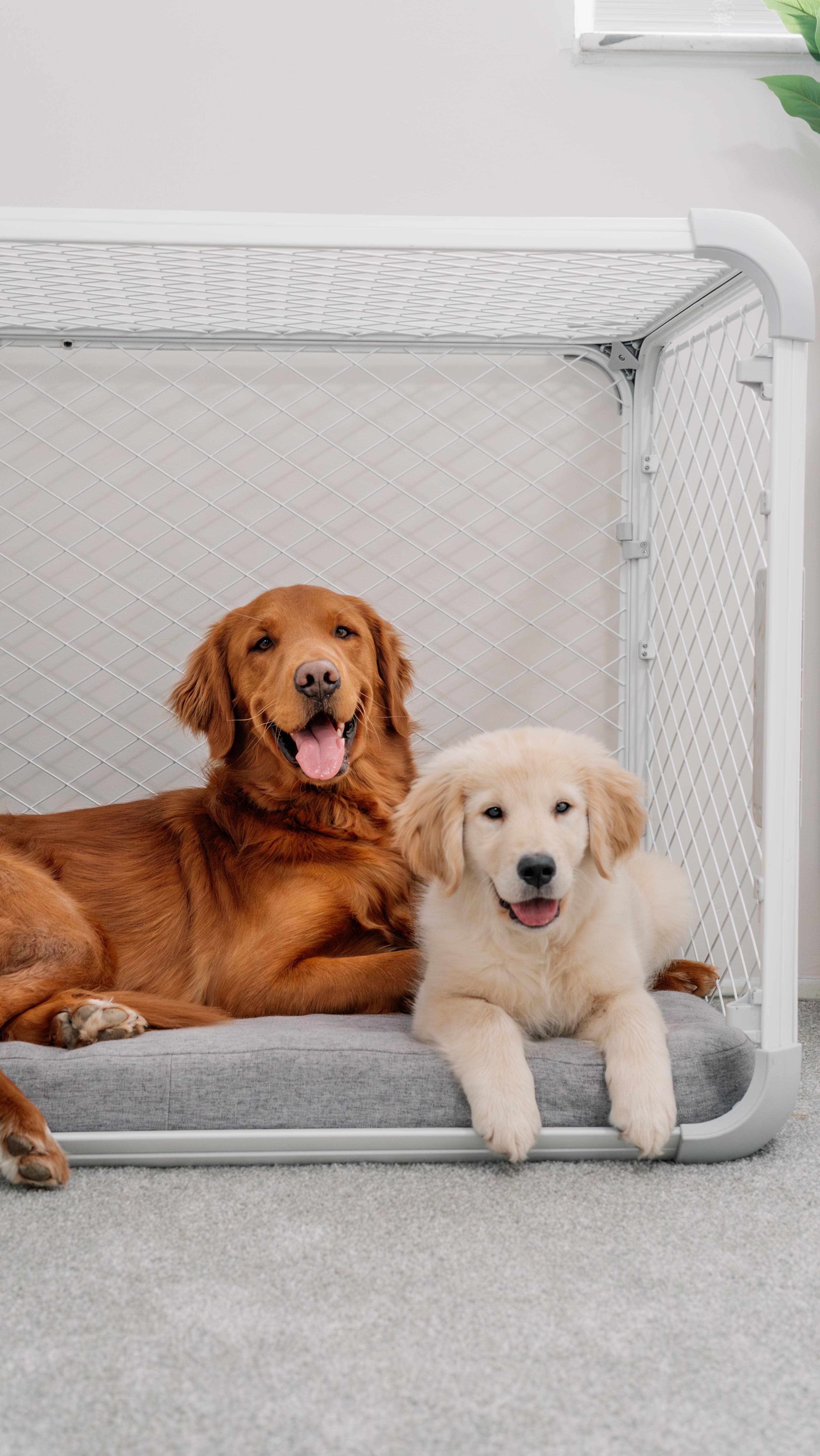 Instagram post by @unoandindy for Diggs. Caption reads: Want to know the difference between the @diggspet....