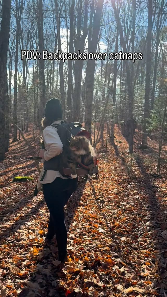 Instagram post by @finntheforestcat for Petsfit. Caption reads: Life is just so much better with cats. Who....