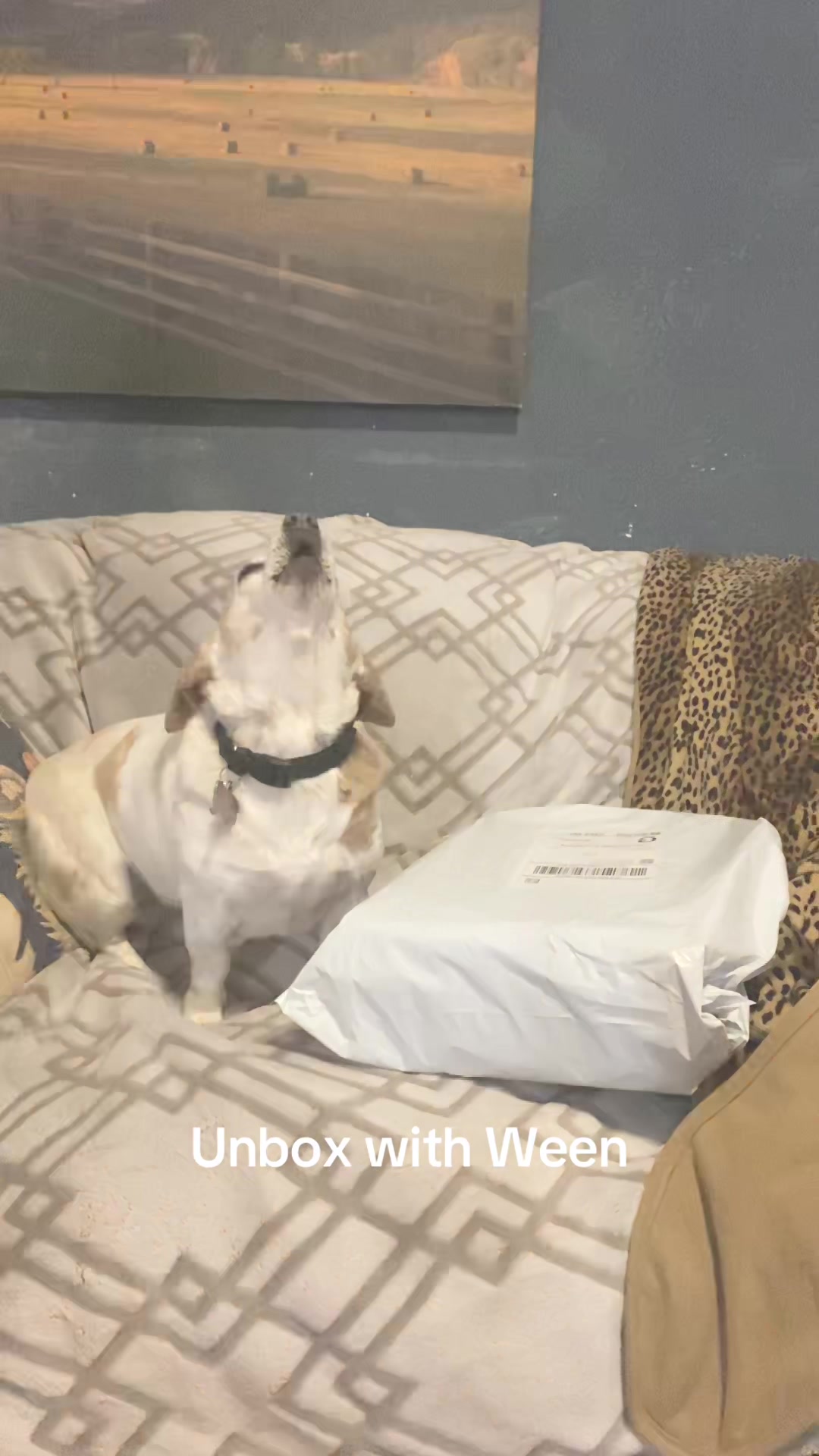 TikTok post by @thebeanieween for HoneyCarePet. Caption reads: These are great diapers! @HoneyCare #honeycare....