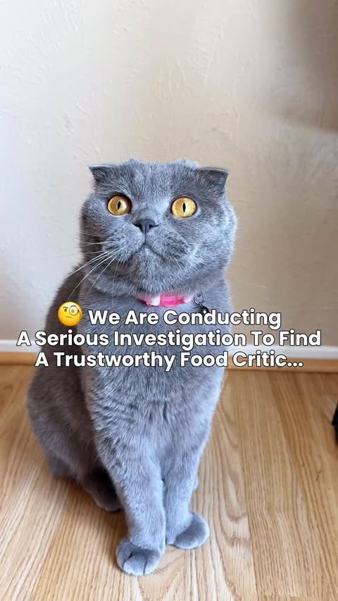 Instagram post by @2tones3tails for Pawjourr. Caption reads: [...] 🧐 Would your cat pass the taste test?....