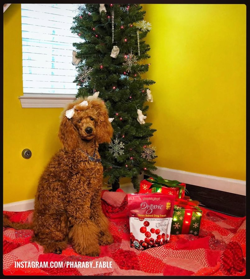 Instagram post by @pharaby_fable for Grandma Lucy's. Caption reads: [...] 🎄 I got to enjoy some of the @grandmalucys....