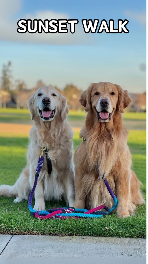 Instagram post by @goldenwoofs for PupBox. Caption reads: Sunset strolls + a stylish PupBox leash = pawsome....