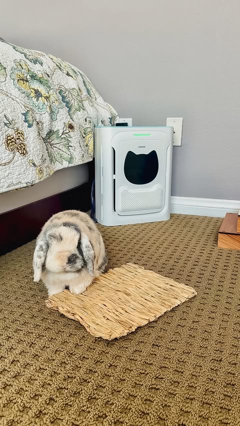Instagram post by @eeveesbunlops for Uahpet. Caption reads: [...] is just floating around your home 🙃 The....