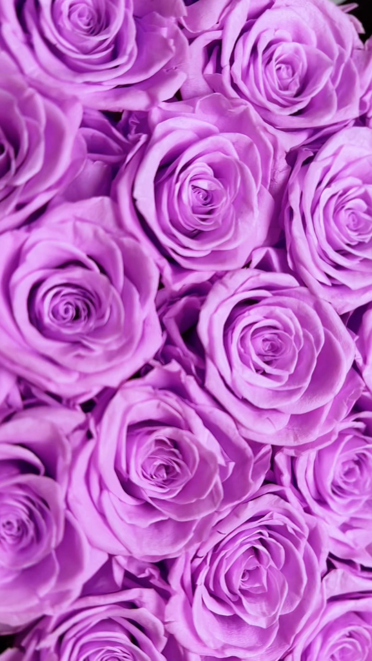 Instagram post by @magentavillegas for Rose Forever. Caption reads: These roses have been with me since the first week....