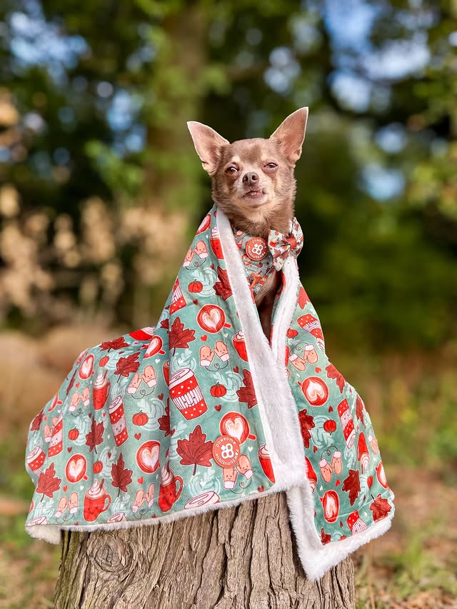 Instagram post by @thechihuahua_squad for Pawsome Paws Boutique. Caption reads: [...] Introducing✨Pumpkin Spice🎃🍂✨....