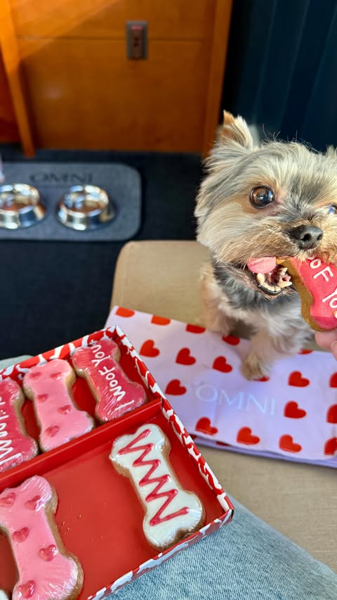 Instagram post by @sammy_in_the_city_ for Omni Hotels & Resorts. Caption reads: Definitely a dog friendly Chicago Hotel 🙌 Omni....
