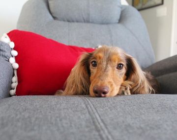 Instagram post by @roswell_weenie for Best Choice Products. Caption reads: The holidays for Roswell are all about relaxing,....