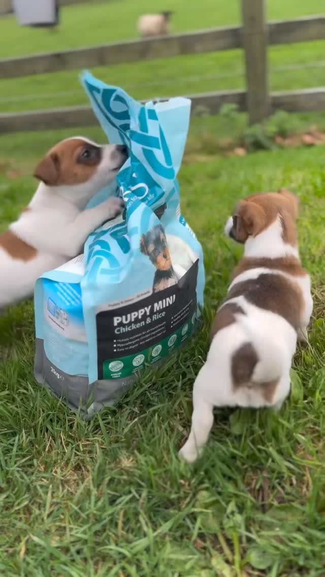 Instagram post by @k8_eeee for Burns Pet Food. Caption reads: The little lads are on the big boy food!....
