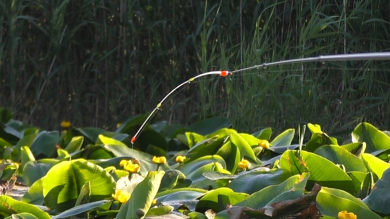YouTube post by @primanki for fas.st. Caption reads: USING A SIDE-SWING ROD!!! CRUCIAN CARP straight....