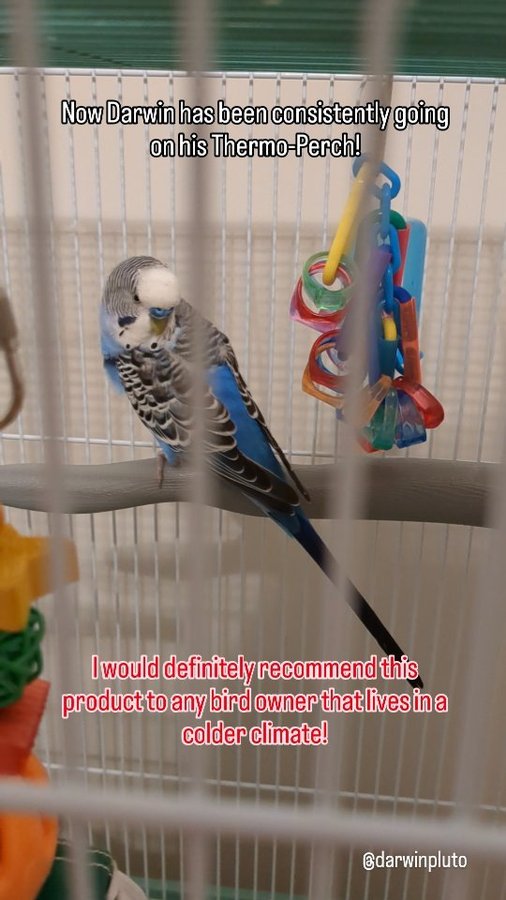 Instagram post by @darwinpluto for K&H Pet Products. Caption reads: I love @khpet products for the winter months....