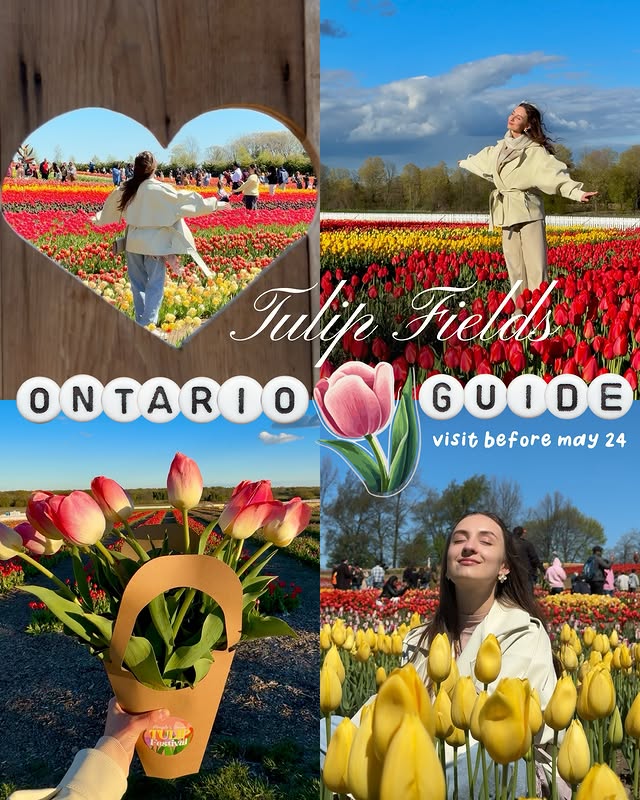 Instagram post by @across_continentss for Todotoronto. Caption reads: Your last chance to visit tulip fields this....