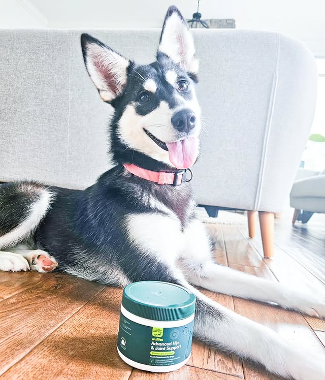 Instagram post by @mistermaxthehusky for Wuffes. Caption reads: My sister has been enjoying @wuffes supplements as....
