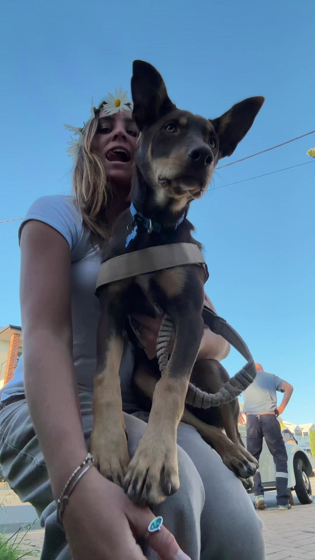 TikTok post by @indie.corbett for Dog Friendly Co. Caption reads: @dogfriendlyco thank you for Dusty’s beautiful....