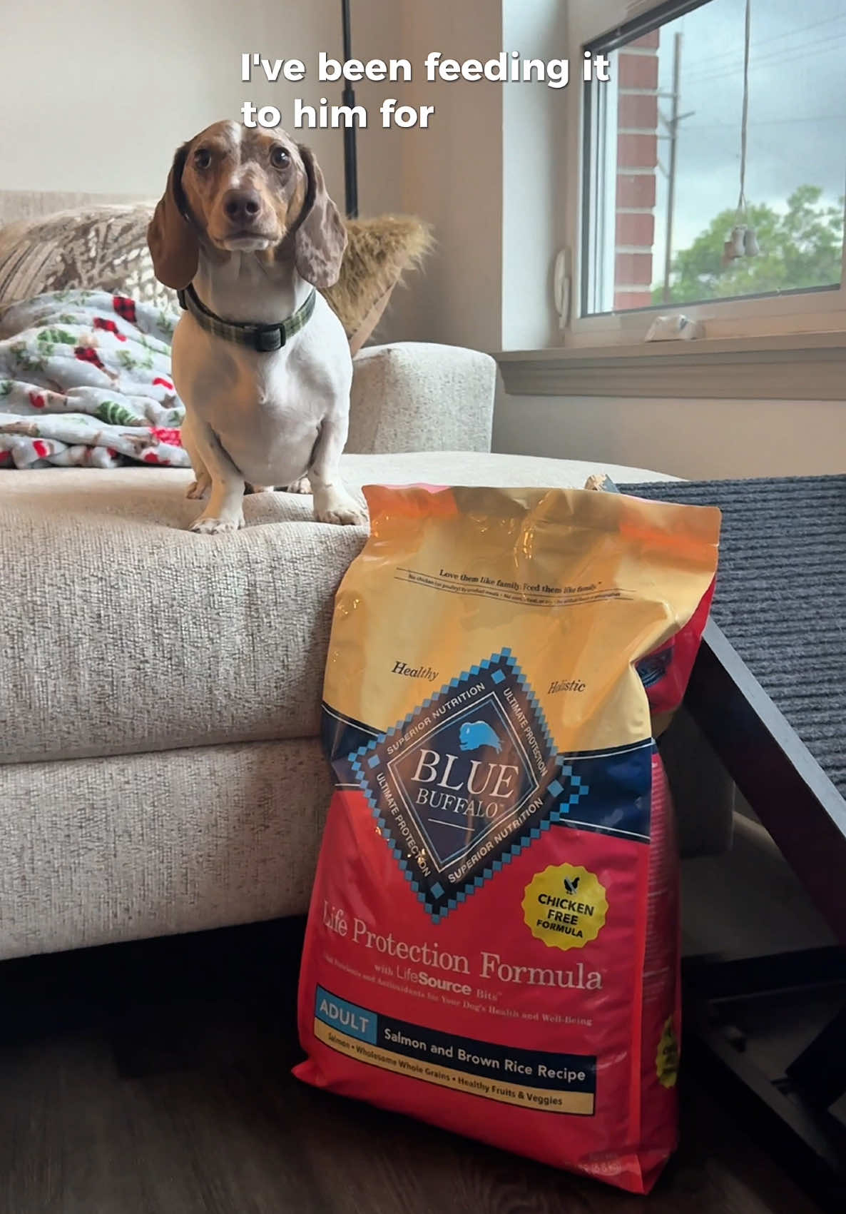 TikTok post by @martytheween for blue buffalo. Caption reads: #BlueBuffaloPartner I love Marty so I treat him....