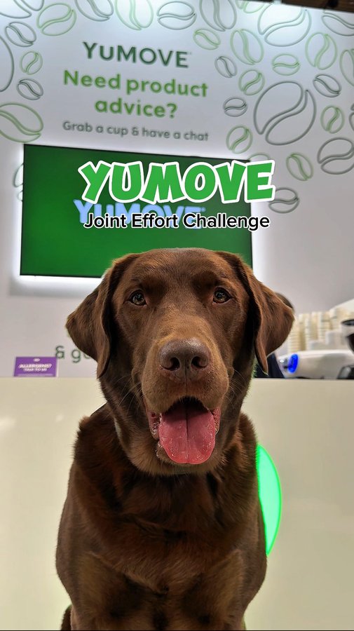 Instagram post by @hectorthechocolabo for YuMOVE. Caption reads: Did you enjoy @crufts this year? 🐶 We sure did....