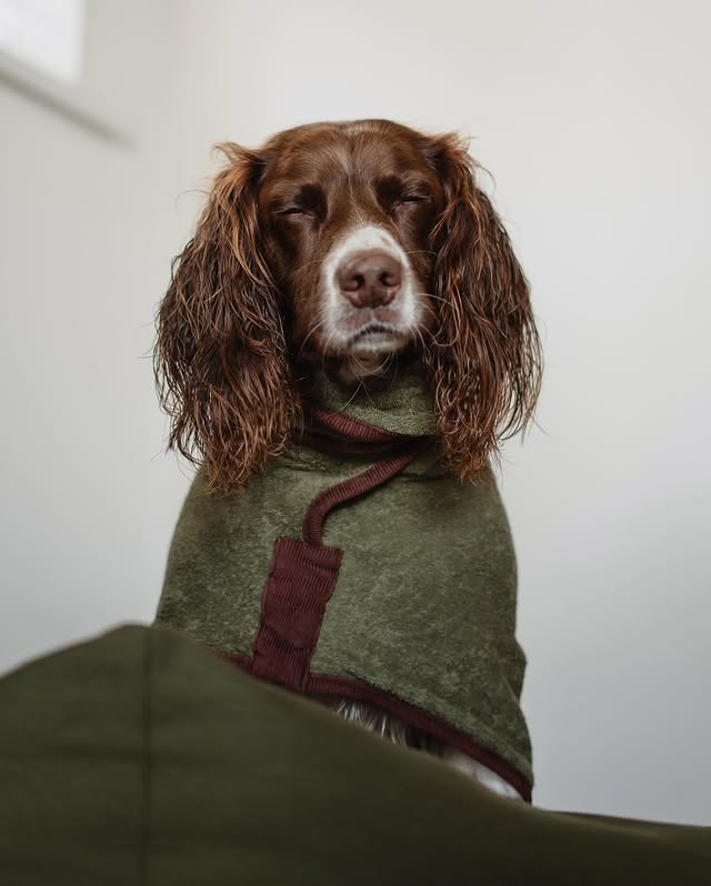 Instagram post by @jinky_springerspaniel for Ruff and Tumble. Caption reads: [...] 𝐒𝐮𝐧𝐝𝐚𝐲 💤 

Comfy cosy in his....