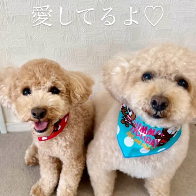 Instagram post by @harupyon_golf for Doggy Box. Caption reads: 大切な家族には
サプライズな日が
月１回あると素敵だと思う🎀🩵

いつもありがとう🎁🐾

@....