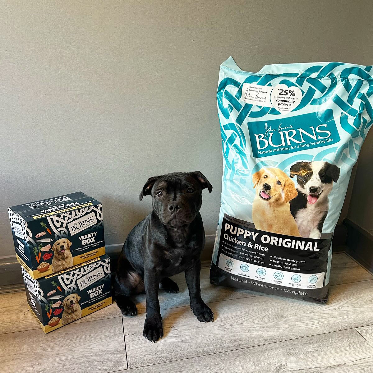 Instagram post by @bluestaffyboulder for Burns Pet Food. Caption reads: Rocky’s growing fast – and fueling up with the....