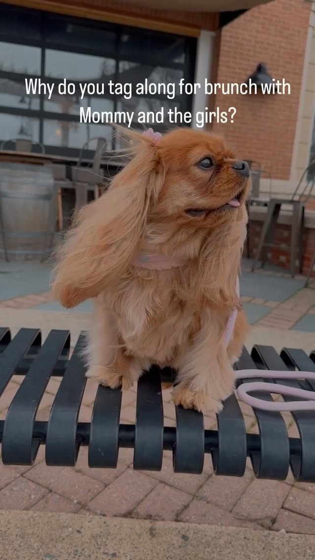 Instagram post by @ladyemmaofashburn for Cavology. Caption reads: [...] Harness and water-resistant leash by....