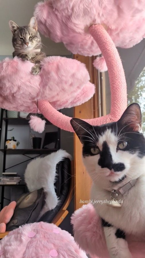 Instagram post by @bambi.jerrythepanda for KBSPETS. Caption reads: [...] problem here? You can find this tree at....