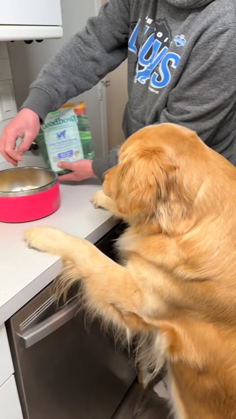 Instagram post by @peachycomet22 for Open Farm Pet. Caption reads: We only get this excited for @openfarmpet....