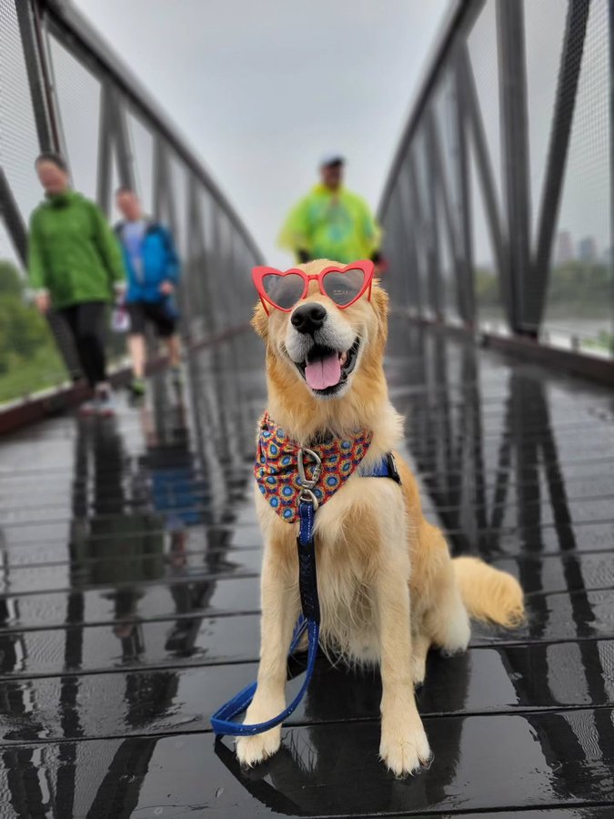 Instagram post by @porterthegoldenpuppy for American Heart Association. Caption reads: [...] DE yesterday for da American Heart....