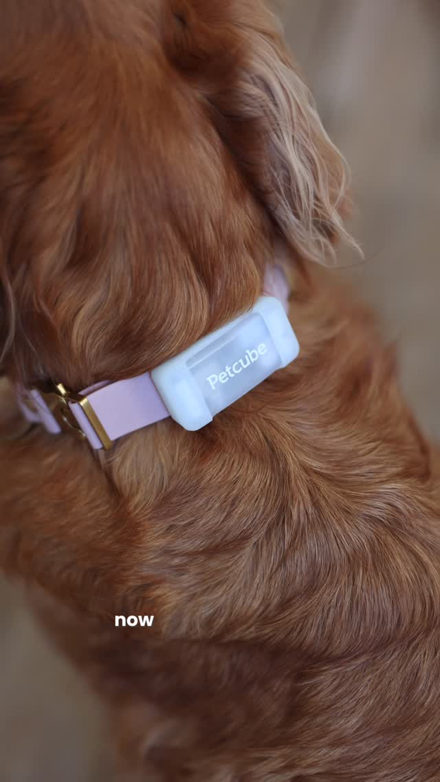 Instagram post by @ourever.evolving for Petcube. Caption reads: [...] have to worry about that🙌🏻 |....