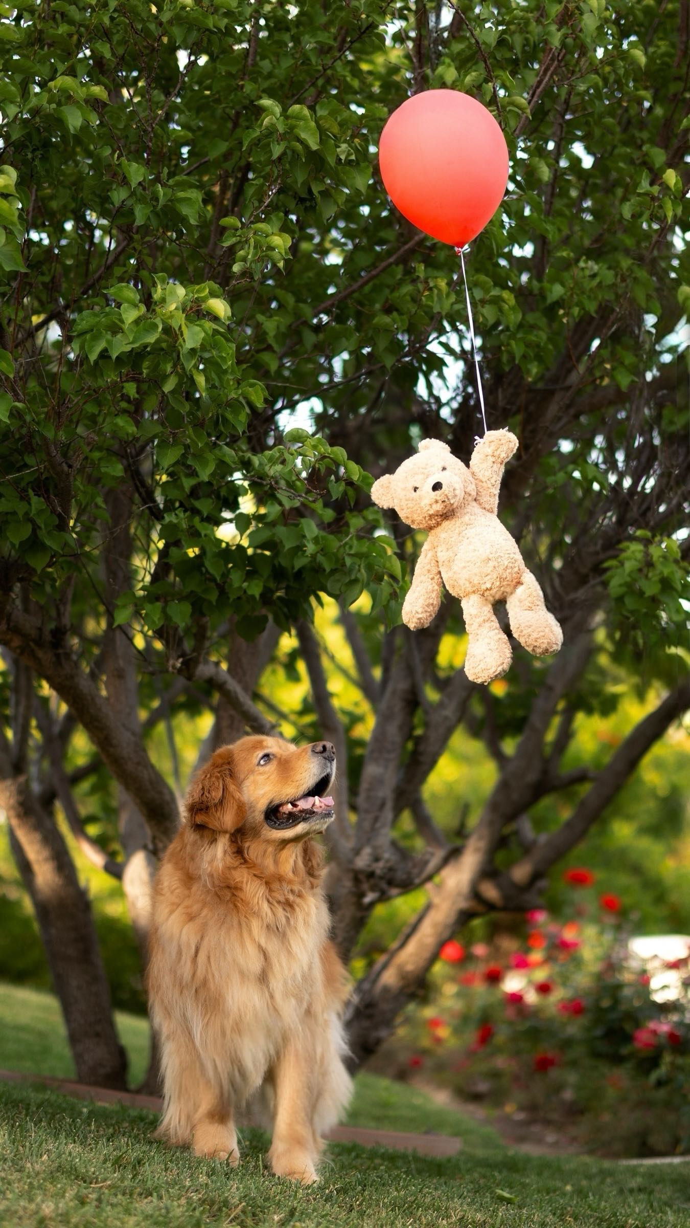 Instagram post by @thatgoldendog for Photoroom. Caption reads: We can create any photo we imagine with....