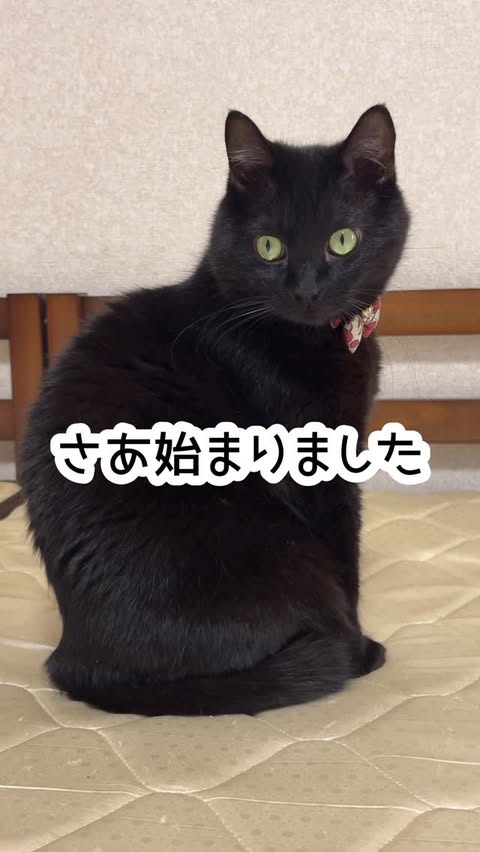 Instagram post by @kintomugi_kuroneko for Hholove. Caption reads: HHOLOVE様の
O [...].