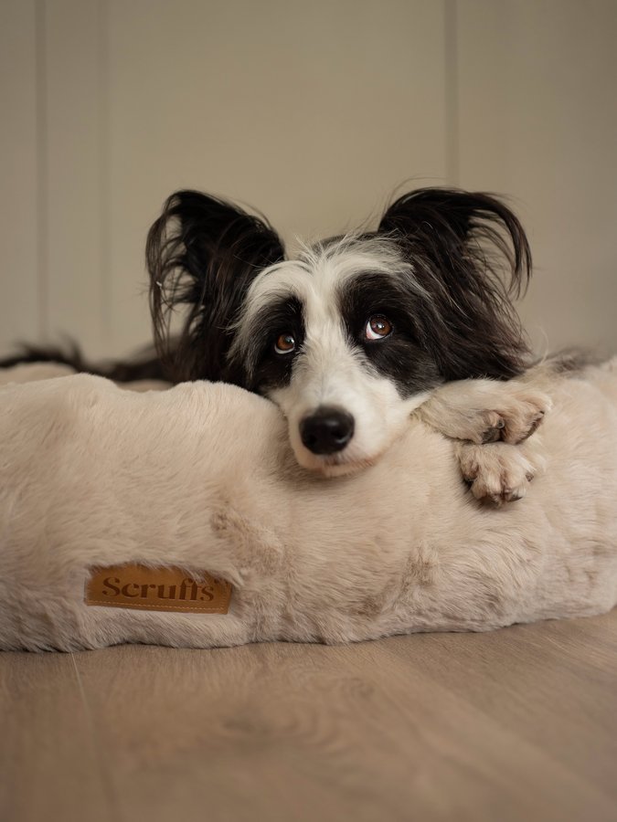 Instagram post by @tessathehairyborder for Scruffs. Caption reads: [...] this bed to try out from @petslovescruffs....