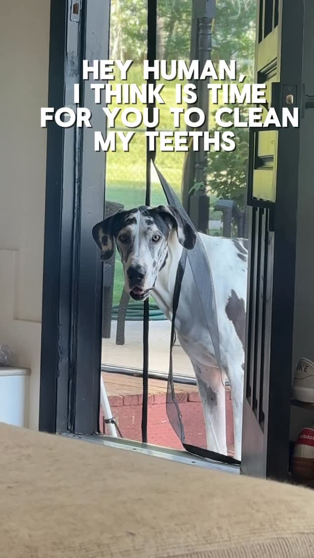 Instagram post by @deardanes for Native Pet. Caption reads: Time to brush our teethers! 🦷 @nativepet.