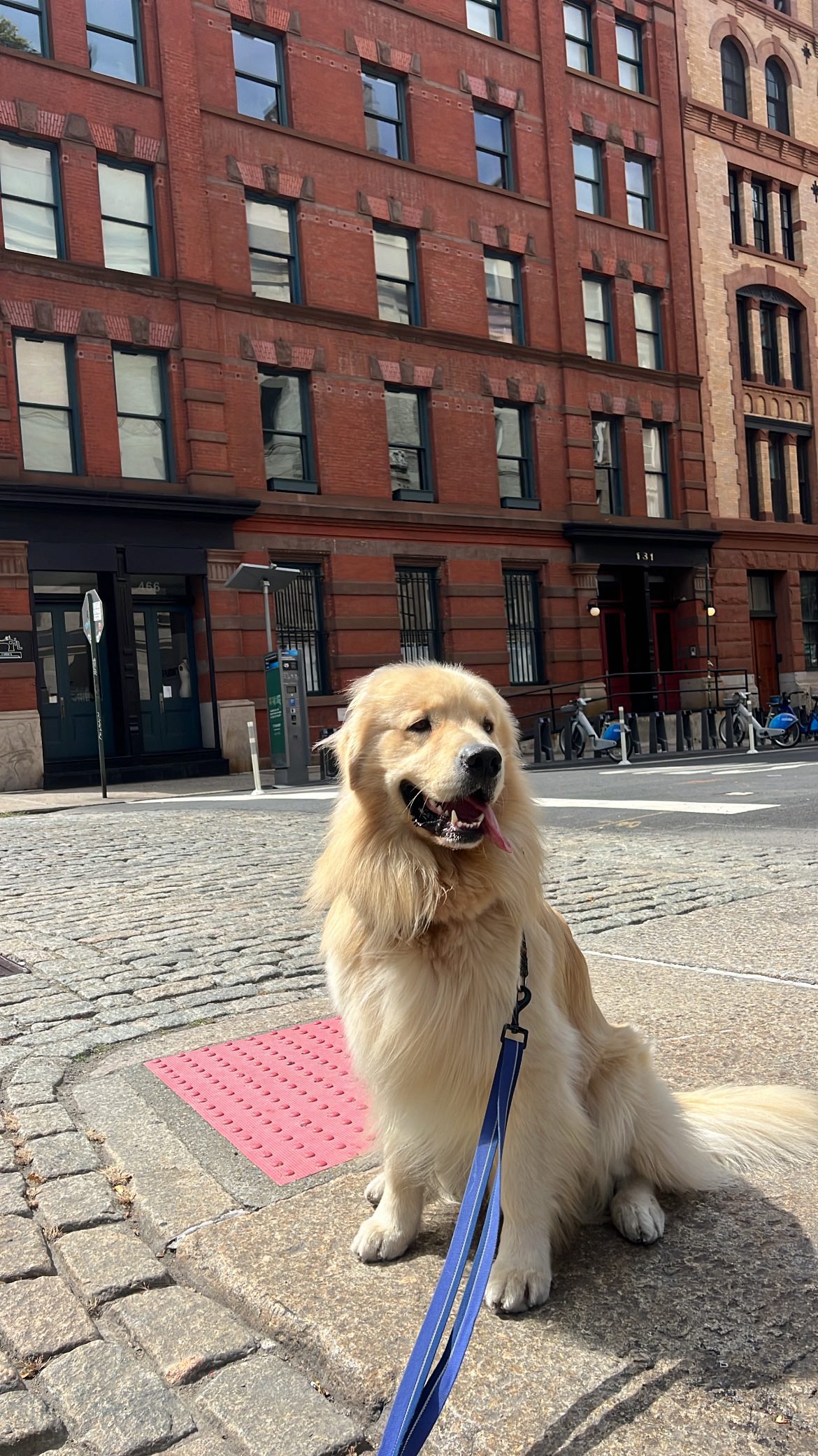 Instagram post by @zarahkelleher for BarkBox. Caption reads: Day in the life as Kris Jenner (Duke’s momager) w/....