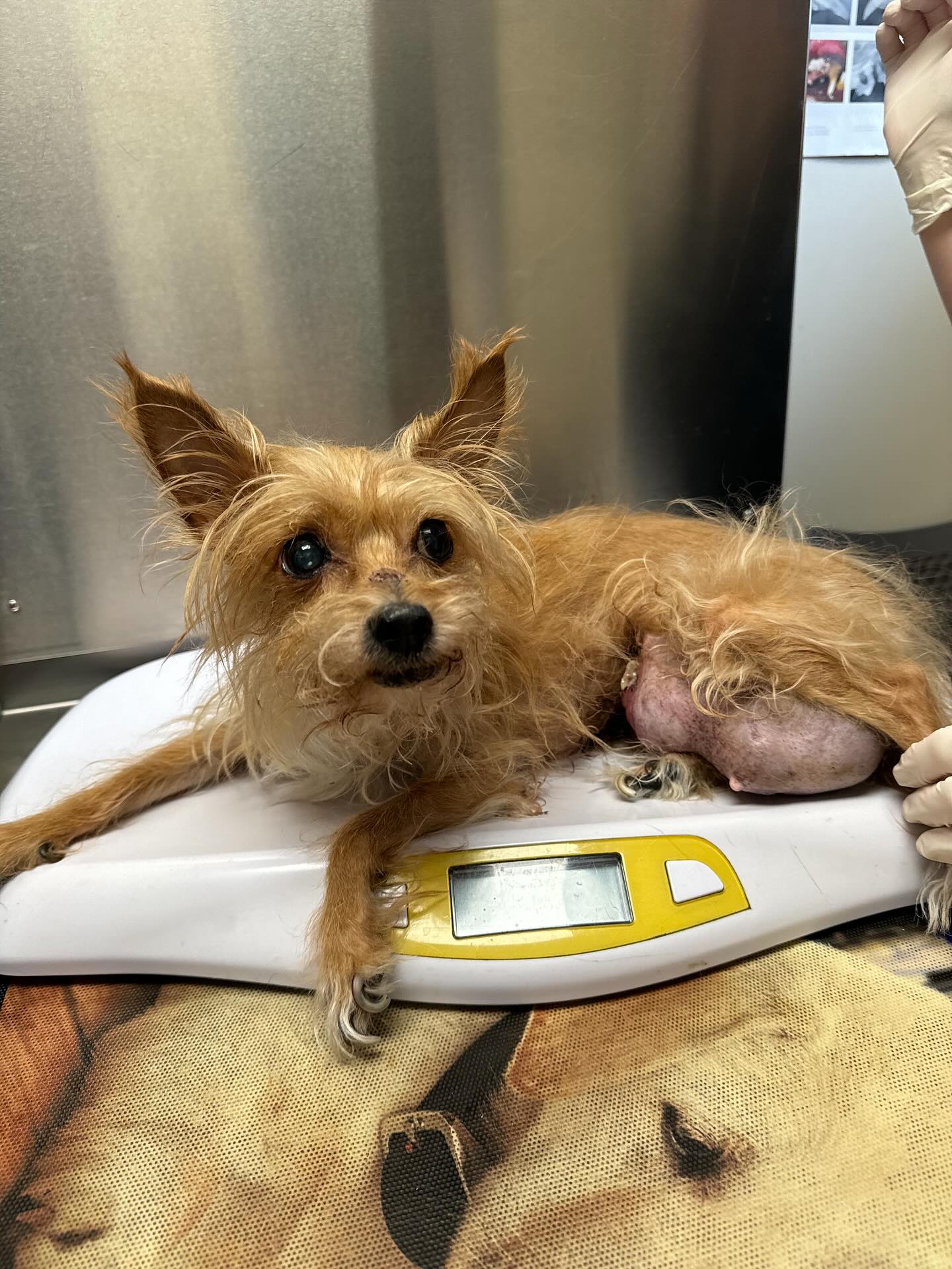 Instagram post by @1510foundation for WeRateDogs. Caption reads: [EDIT: fully funded in 37 minutes! Link updated to....