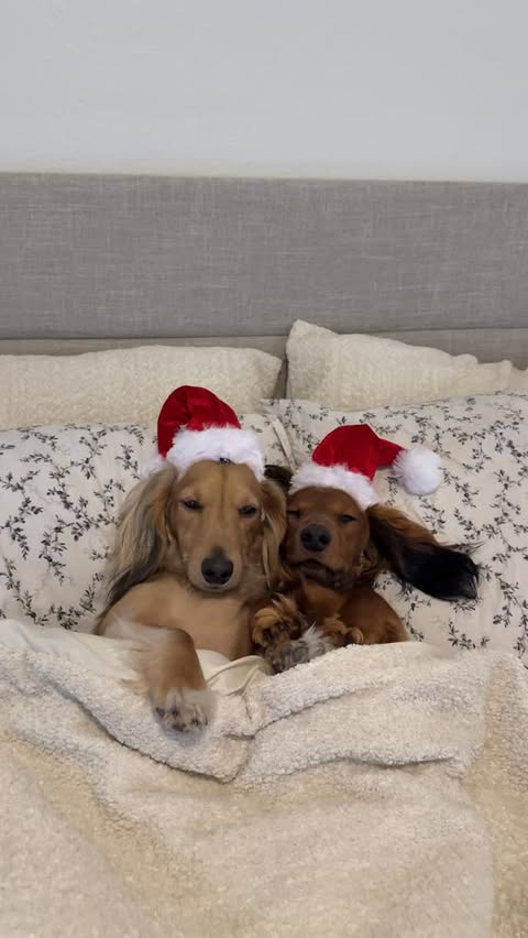Instagram post by @boone_the_weenie for Chewy. Caption reads: Boone and Beau are officially in their holiday....