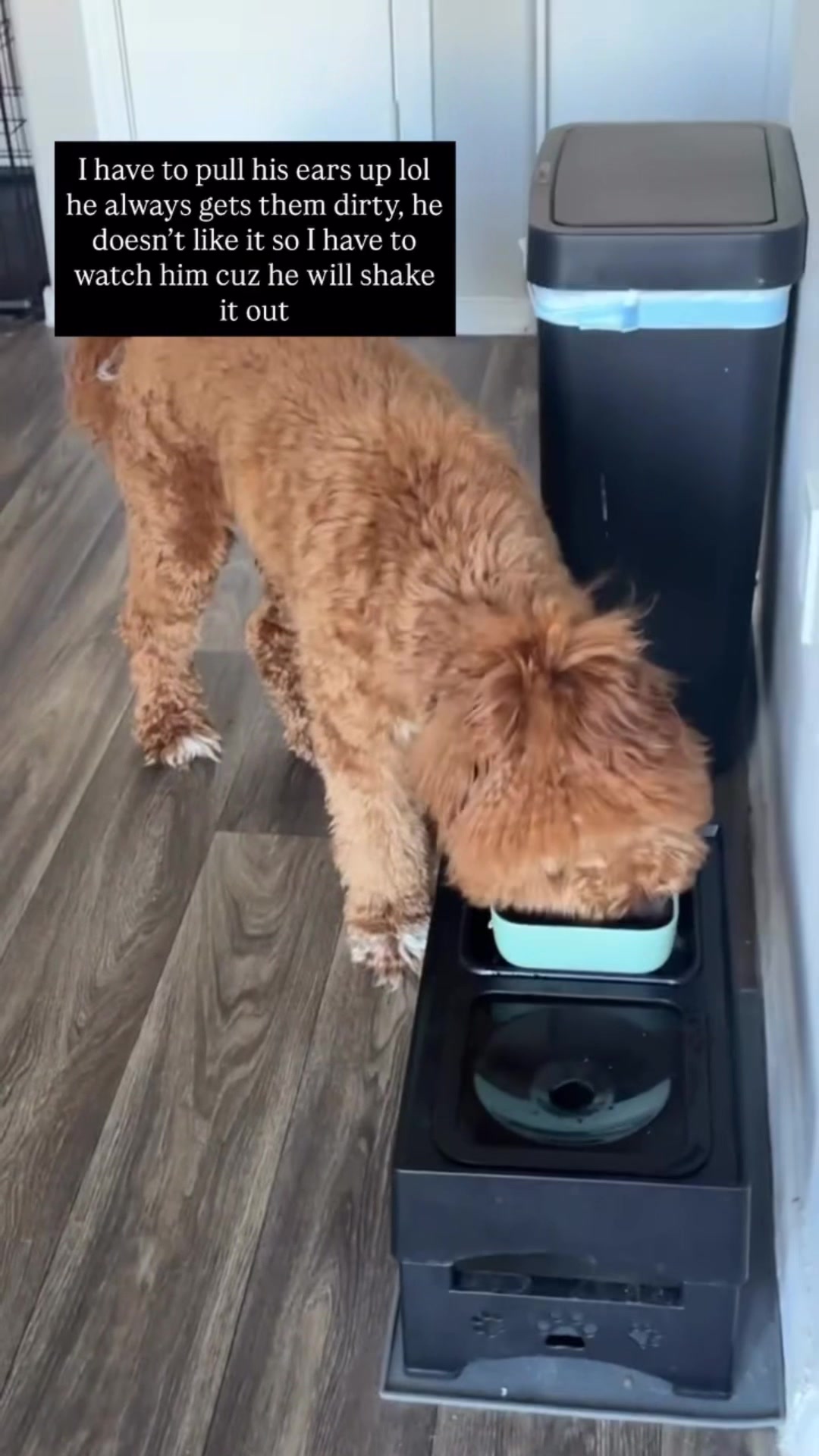 TikTok post by @aeriemarieb for We Love Doodles. Caption reads: I only use @WeLoveDoodlesShop on Ollie’s fur,....
