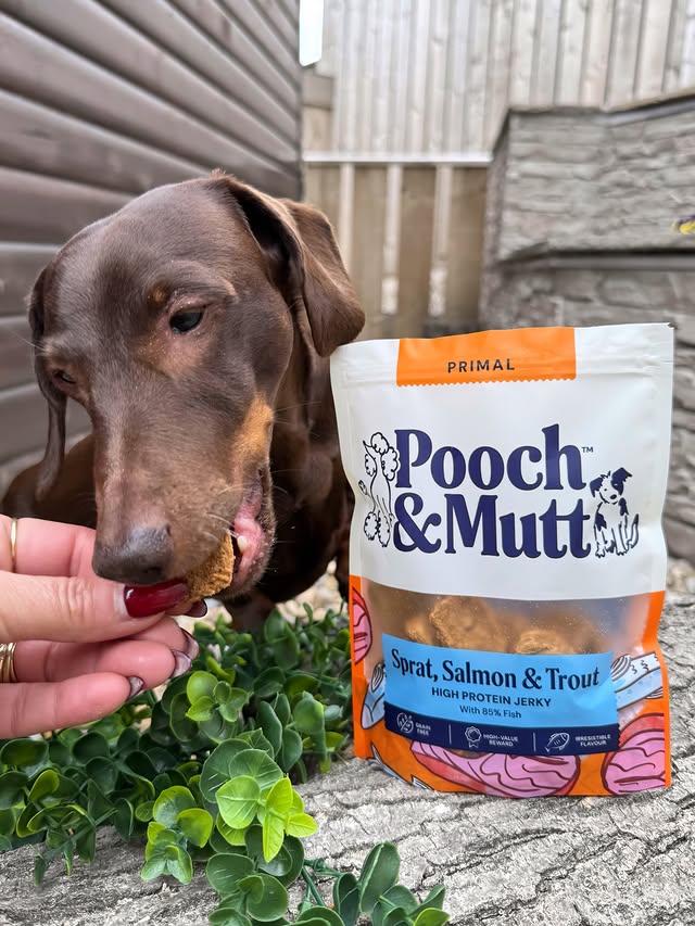 Instagram post by @frankie_dachshund03 for Pooch and Mutt. Caption reads: [...] definitely the CATCH OF THE SEASON....