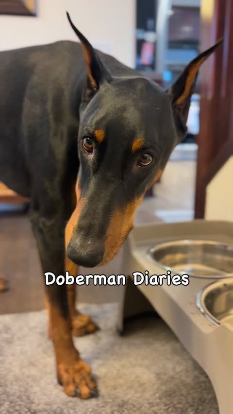 Instagram post by @arlo.dobermann for Cheerble. Caption reads: #AD This might be one of our favourite upgrades....