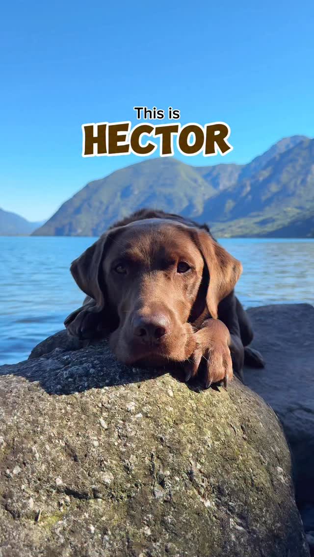 Instagram post by @hectorthechocolabo for YuMOVE. Caption reads: CAN YOU BELIEVE HECTOR’S SECRET?!? 🤐😭🤭

Yes......