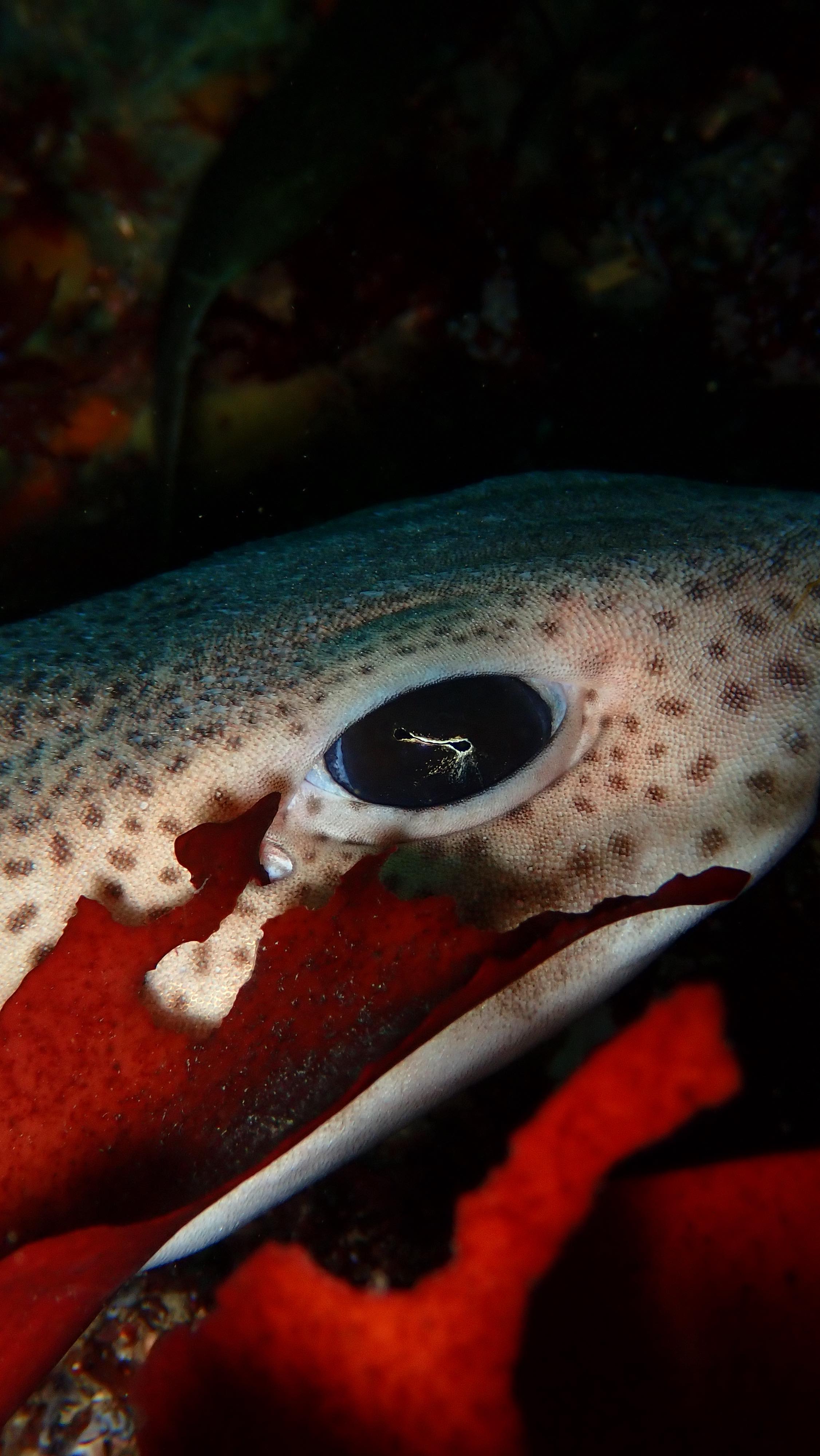 Instagram post by @giosdiving for dryrobe. Caption reads: The Autumn months can be some of the best for....